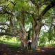 Bois d’arc tree in Northern Kentucky, slowly engulfing a hapless co-ed while the photographer looks on in horror...